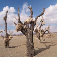 باغ سنگی